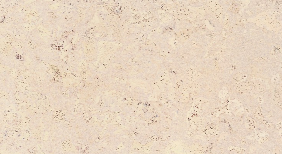 Клеевой пробковый пол Madeira White фото